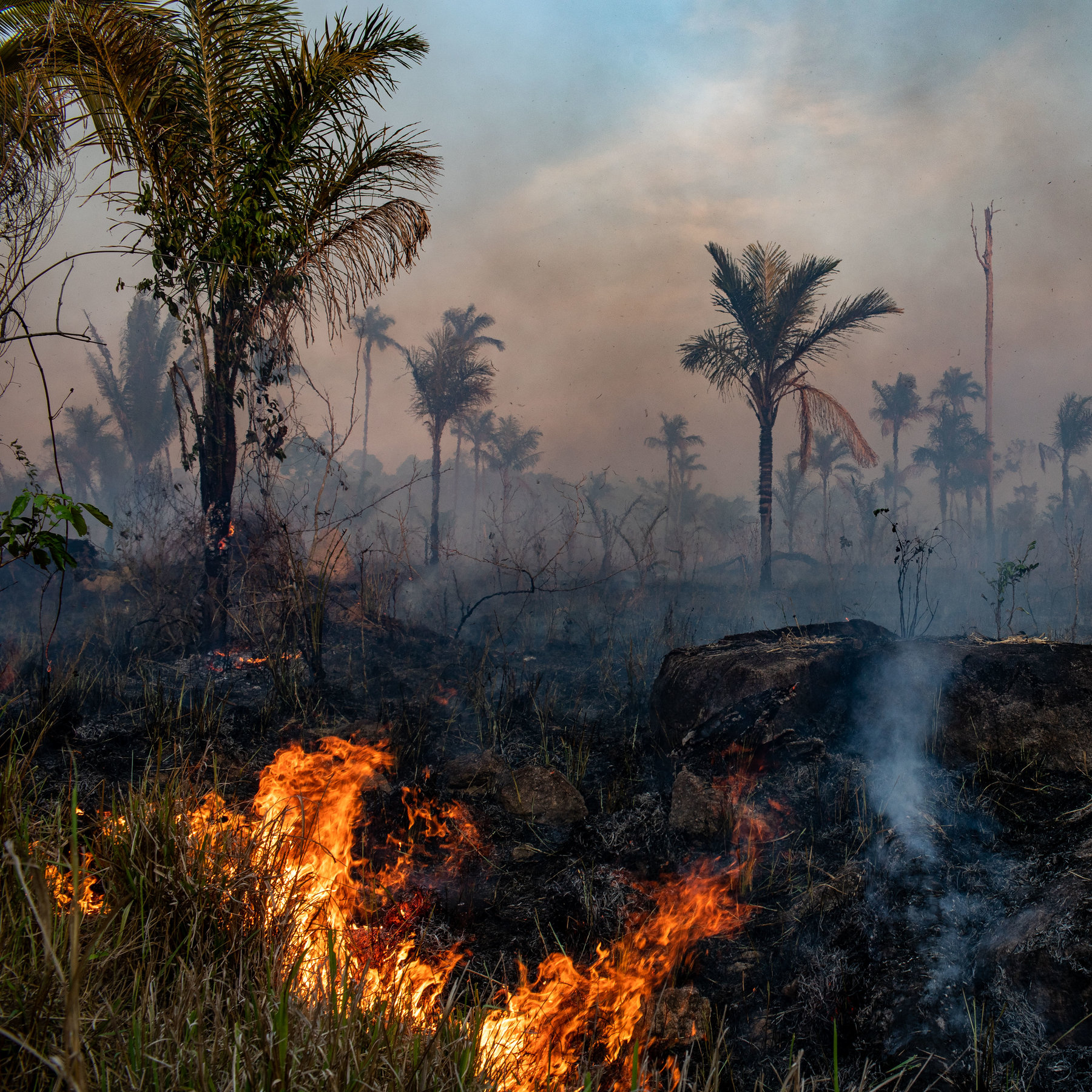 brazil-loses-rainforest-the-size-of-jamaica-as-deforestation-increases