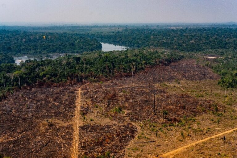 Brazil loses rainforest the size of Jamaica, as deforestation increases ...