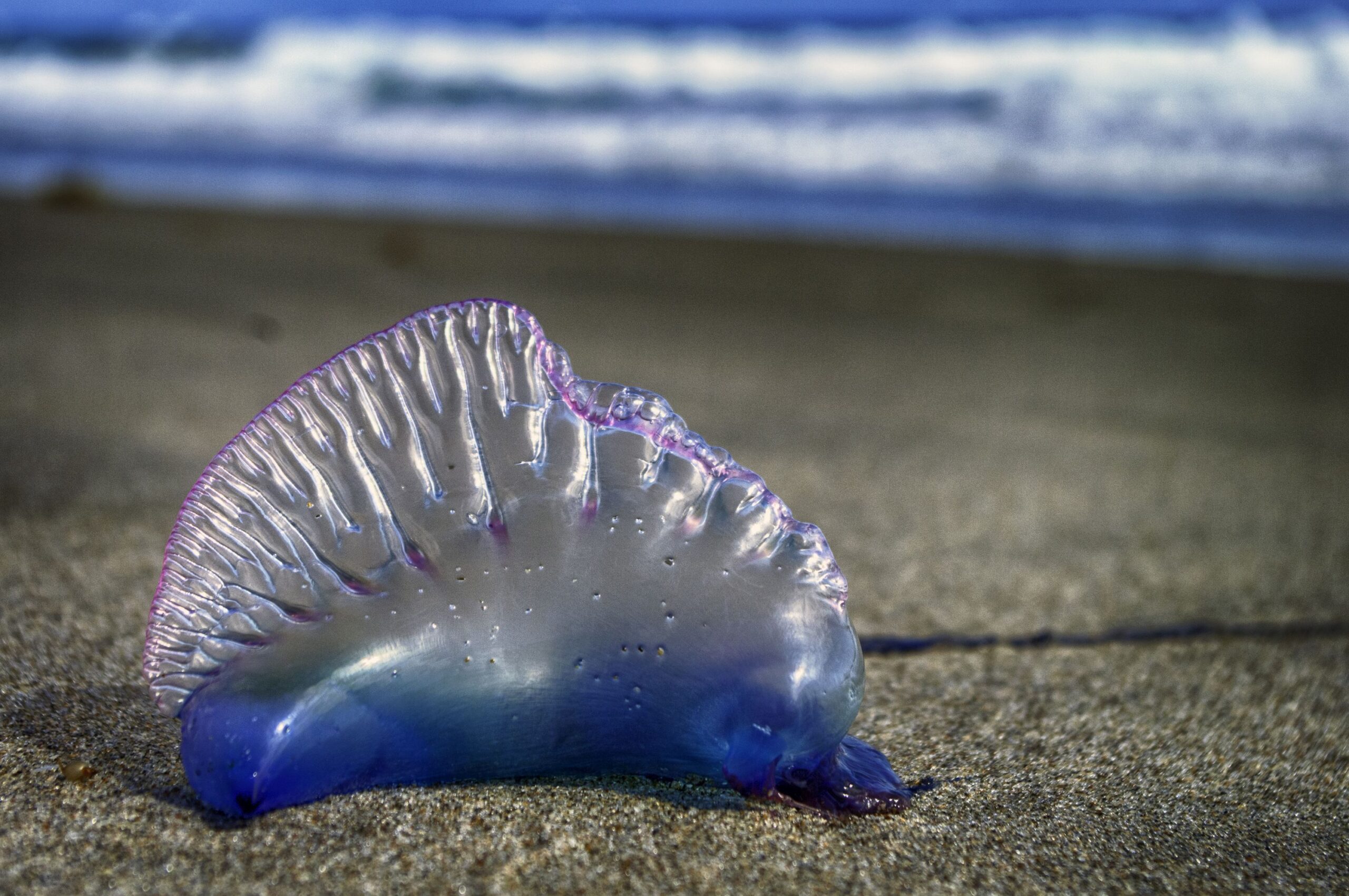 Barbados issues jellyfish warning for south coast - Our Today