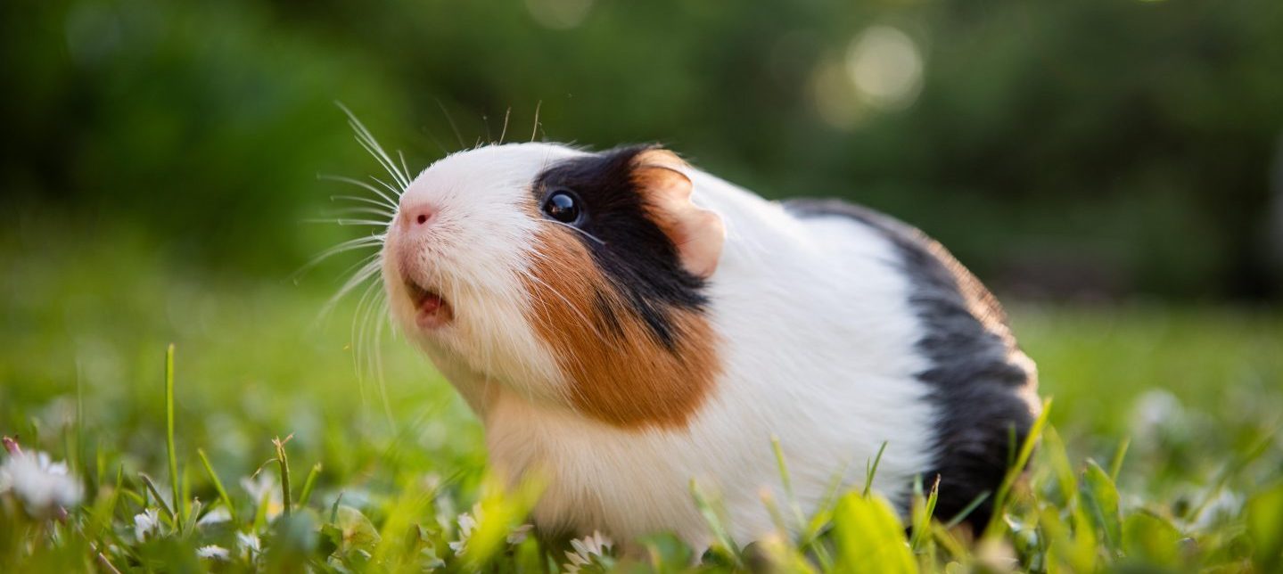 Guinea pig hot sale 101 care