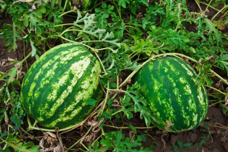 Health benefits of Jamaicafound fruits Watermelon Our Today
