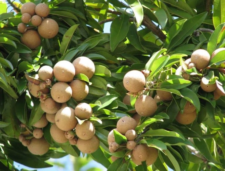Health benefits of Jamaicafound fruits Naseberry Our Today