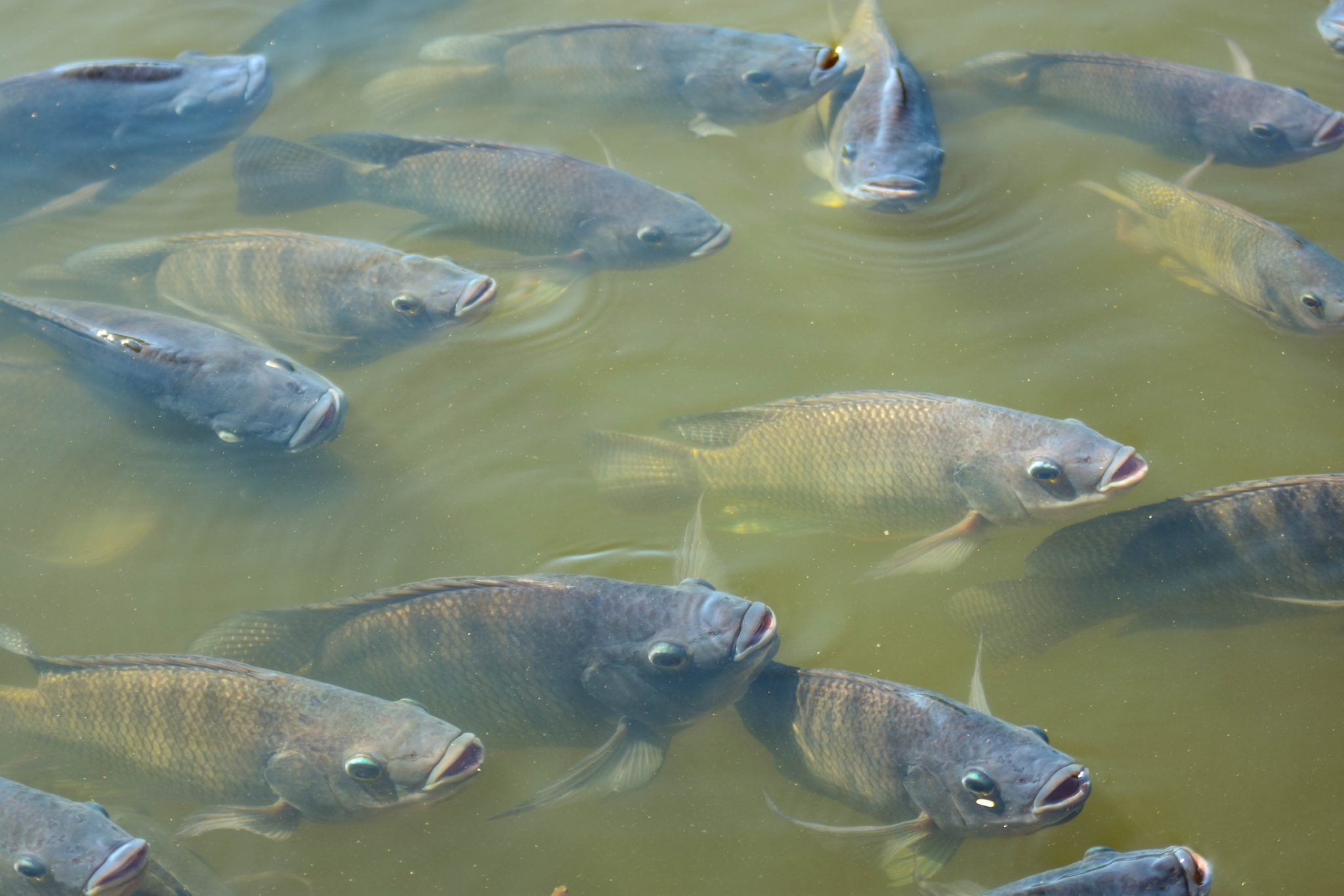 Tilapia farming being encouraged in Jamaica Our Today