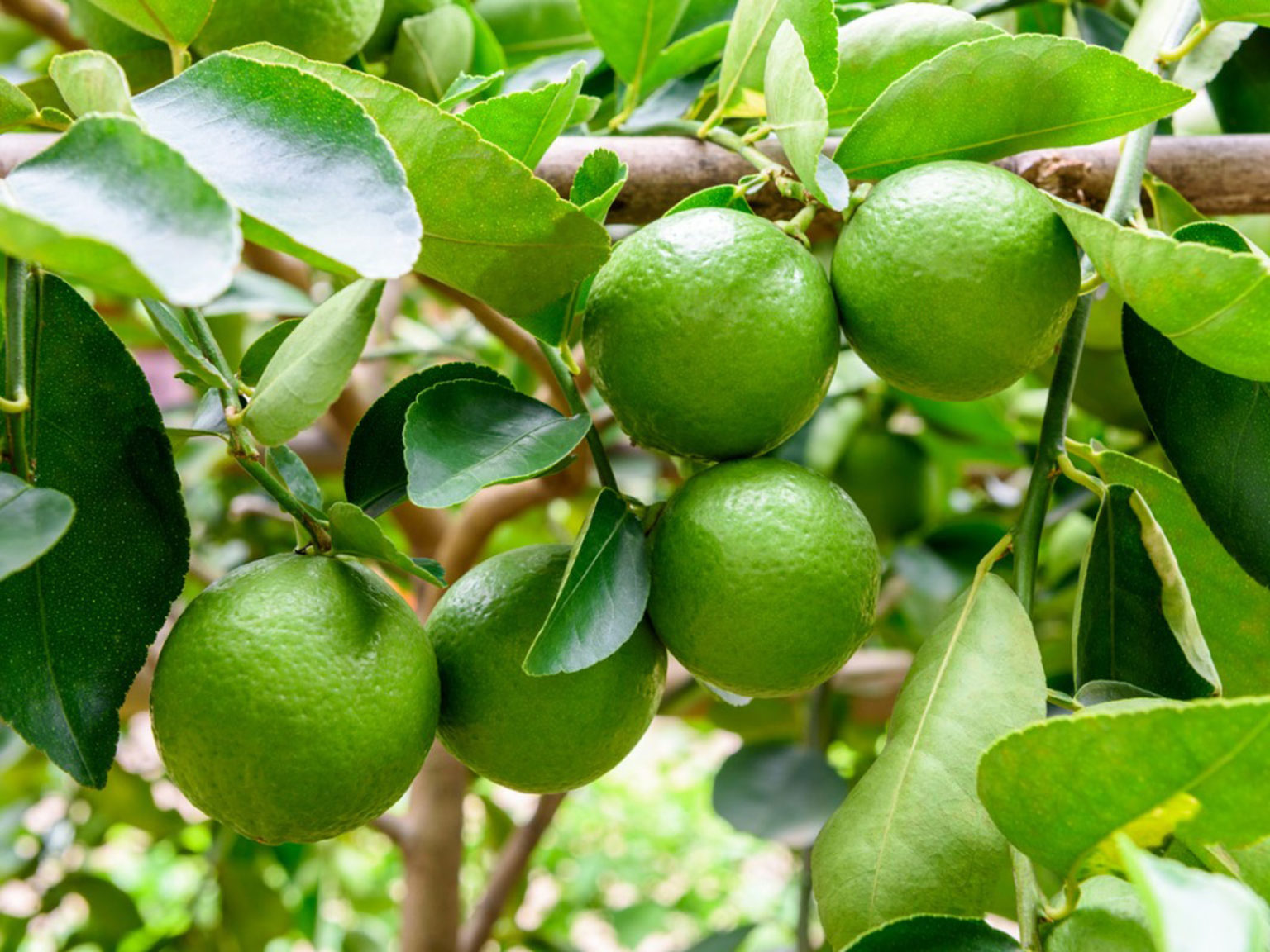 Health benefits of Jamaicafound fruits Lime Our Today