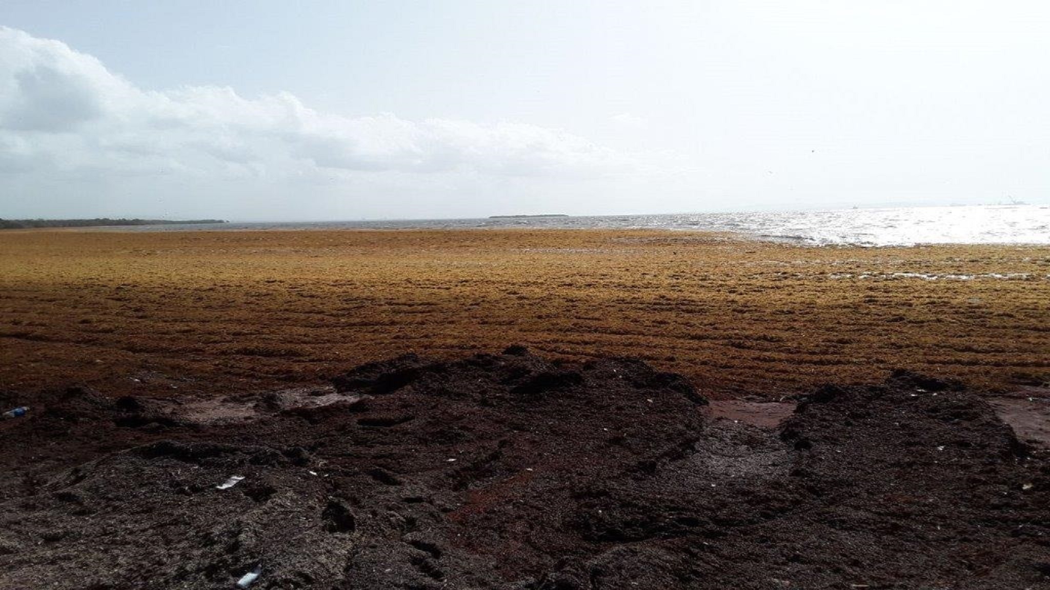 As influx plagues Jamaica’s coasts, NEPA urges care in removal of