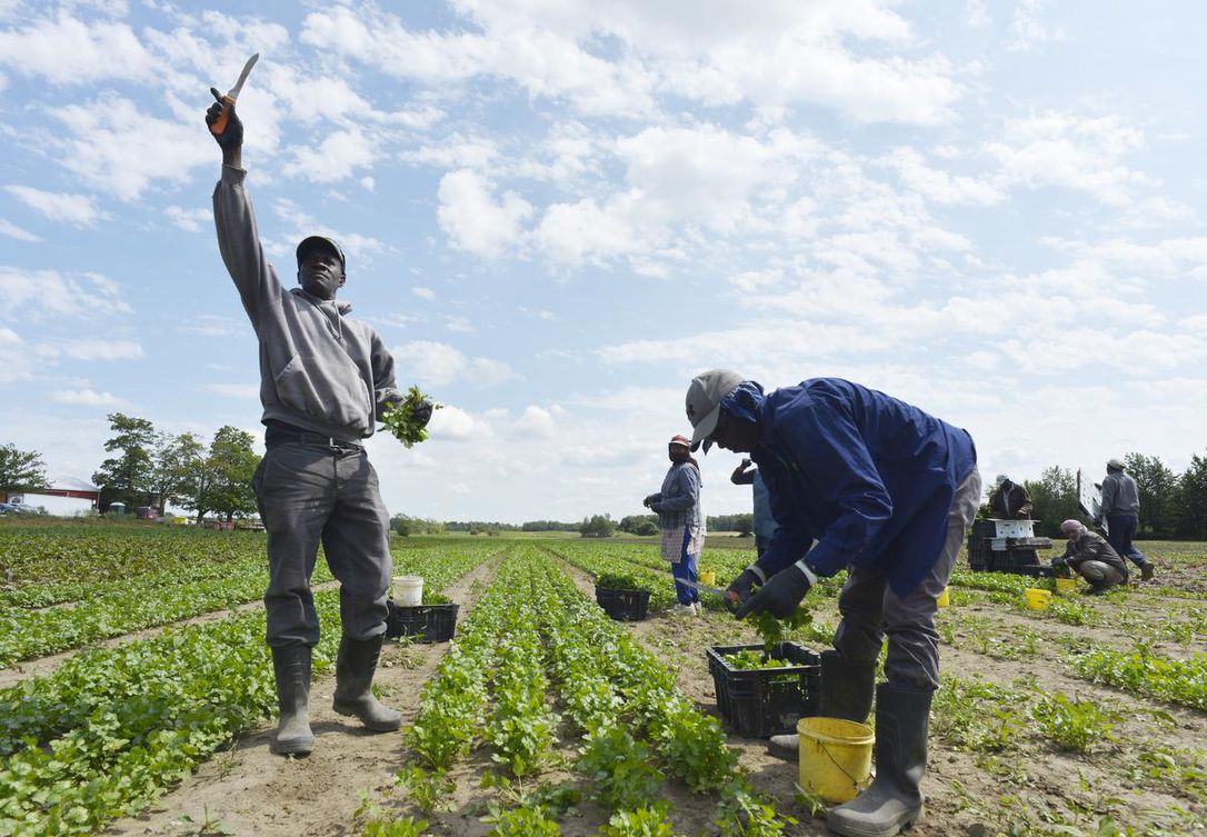 Advocates Network demands probe into reports of human rights abuses meted  out to J'can farm workers in Canada - Our Today