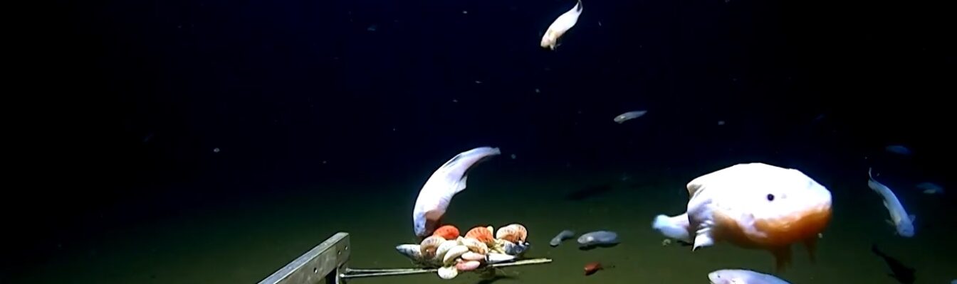 deepest-ever-fish-caught-and-filmed-off-japan-by-scientists-our-today