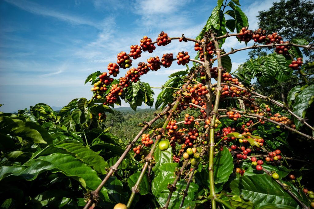 Dr Norman Grant | A plea to Minister Floyd Green to help the coffee industry 