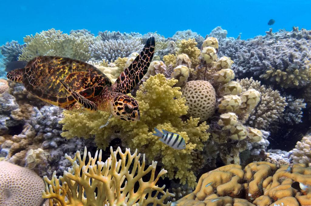 Google has announced a new AI tool that uses ecoacoustics to help marine biologists better understand coral reefs.