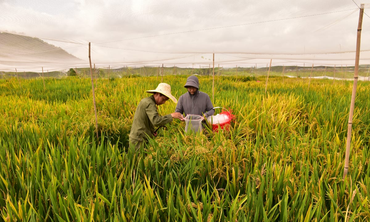Chinese scientists make a major breakthrough in hybrid rice breeding with the development of “clonal hybrid rice,” which demonstrates near-100 percent stable cloning efficiency and normal fertility, enabling hybrid vigor to be permanen