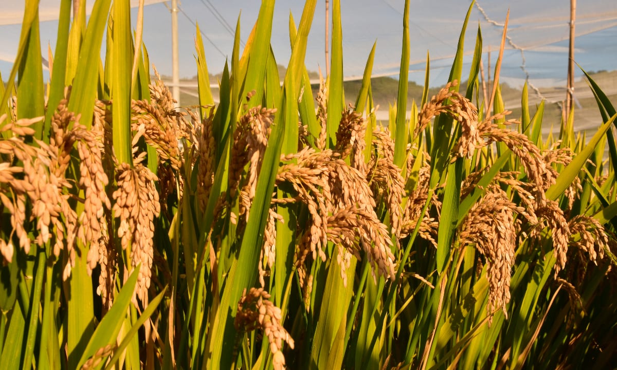 Chinese scientists make a major breakthrough in hybrid rice breeding with the development of “clonal hybrid rice,” which demonstrates near-100 percent stable cloning efficiency and normal fertility, enabling hybrid vigor to be permanen