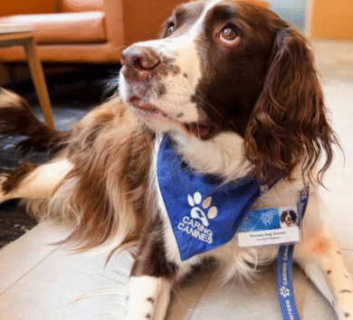 Dogs Therapy Canine